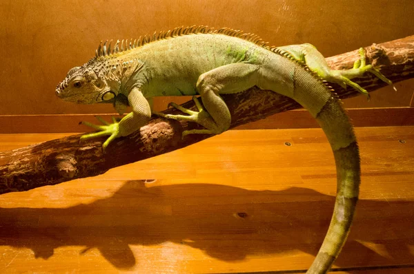 kertenkele terrarium içinde