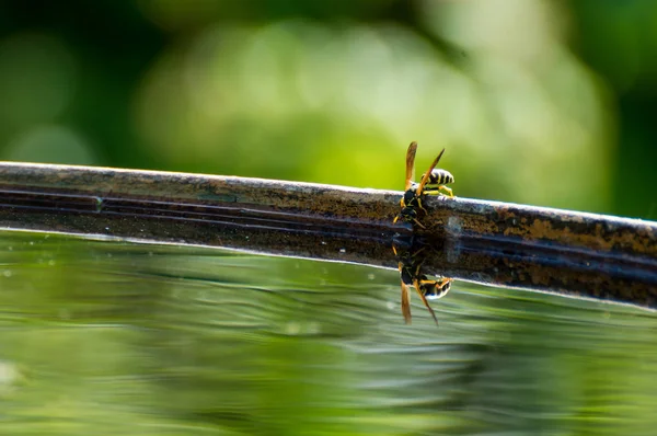 Wasp dranken water — Stockfoto