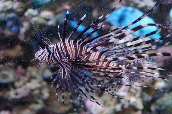 Zebra fish in the fish tank