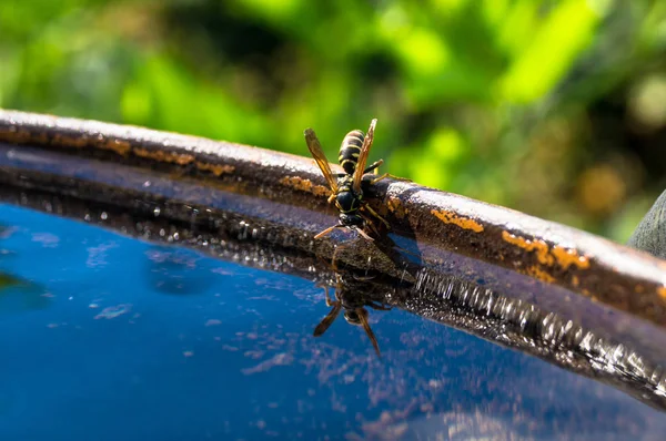 Wasp dranken water — Stockfoto