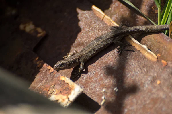 Small lizard — Stock Photo, Image