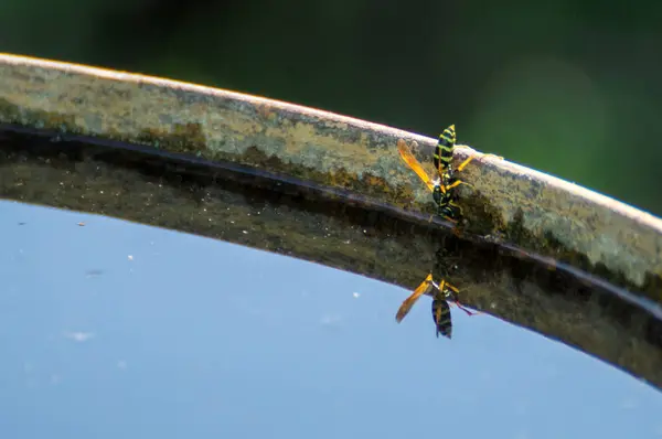 Wasp dranken water — Stockfoto