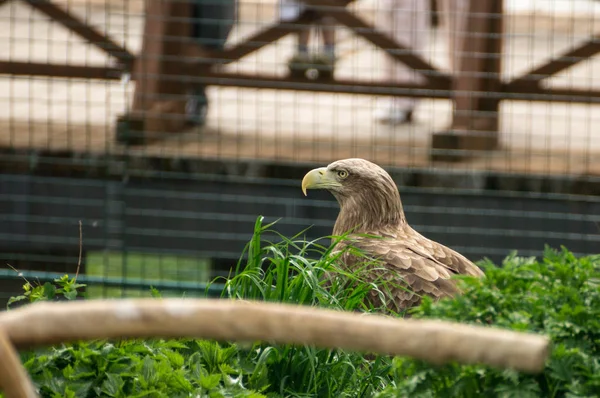 Hawk — Stock Photo, Image