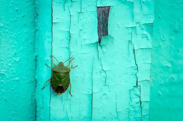 Groene bug op de houten — Stockfoto