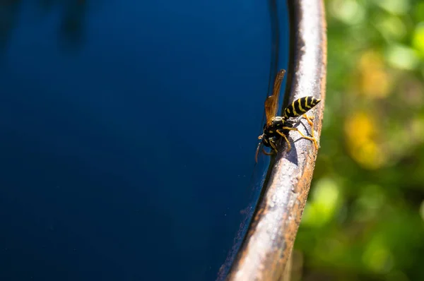 Wasp dranken water — Stockfoto