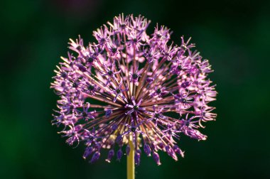 Allium soğan flowe