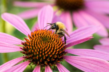 Bumblebee nektar toplar