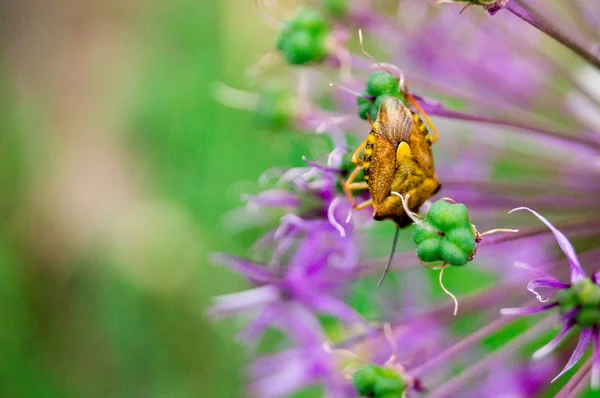 De kleine bug — Stockfoto