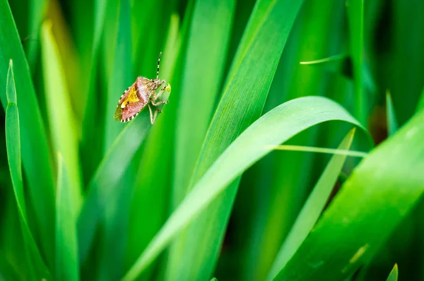 El pequeño insecto —  Fotos de Stock