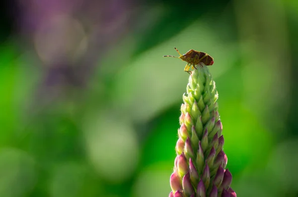 Il piccolo insetto — Foto Stock