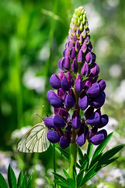 꽃에 흰 나비 — 스톡 사진