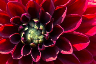 kırmızı yıldız çiçeği