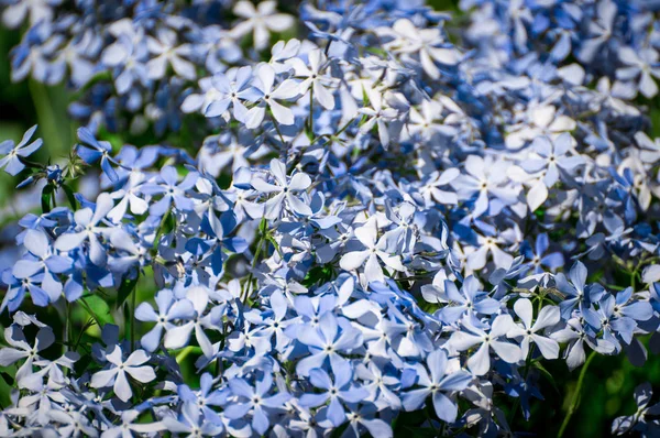 Small blue flowers — Stock Photo, Image