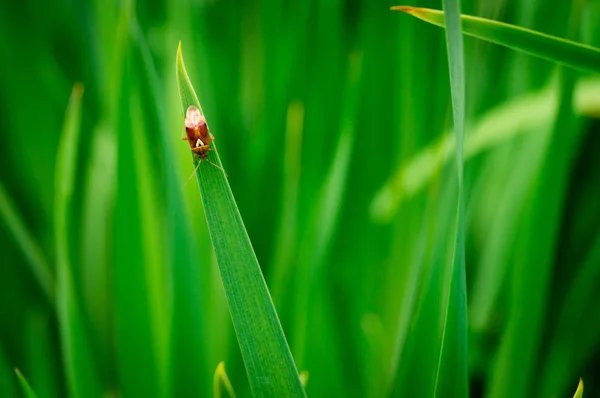 O pequeno bug — Fotografia de Stock