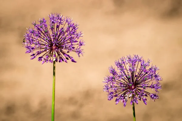Allium soğan flowe