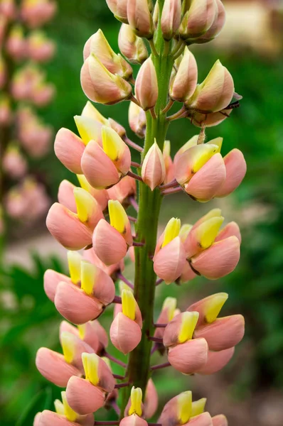 핑크 lupinus — 스톡 사진