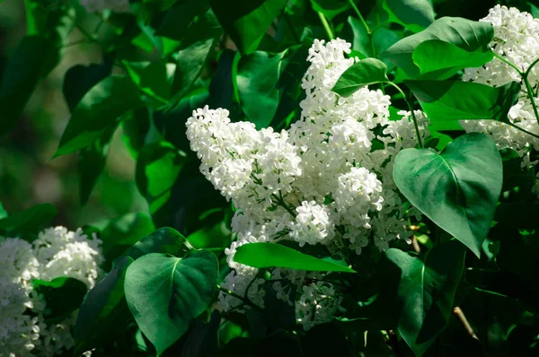 White lilac — Stock Photo, Image