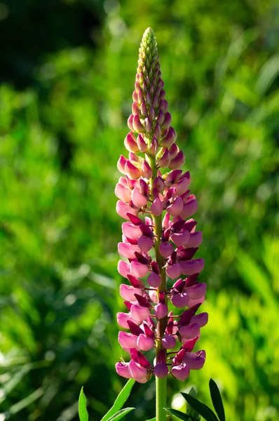 Pembe lupinus