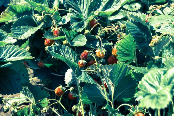 Tasty strawberry — Stock Photo, Image