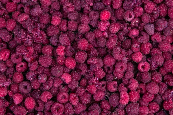 A lot of raspberries — Stock Photo, Image