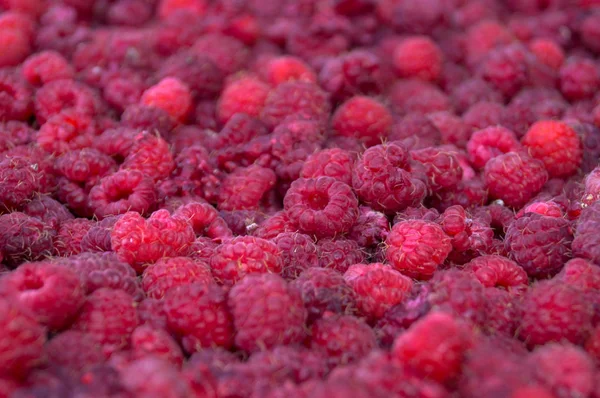 A lot of raspberries — Stockfoto