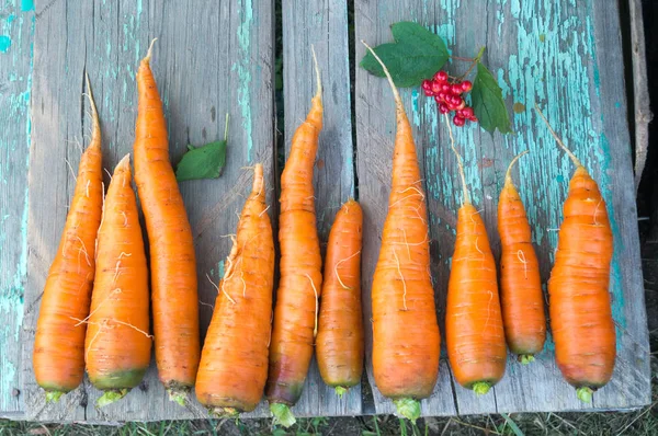 Свежая морковь на осенней ферме — стоковое фото