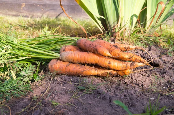 Свежая морковь на осенней ферме — стоковое фото