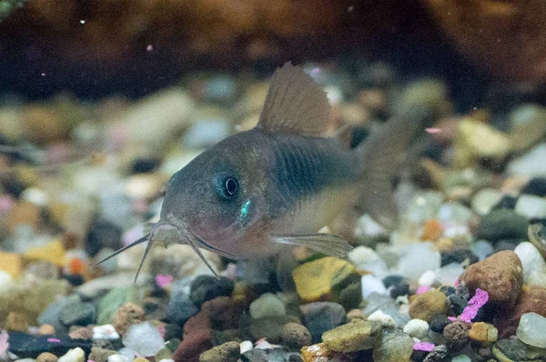 Cins Corydoras Catfish