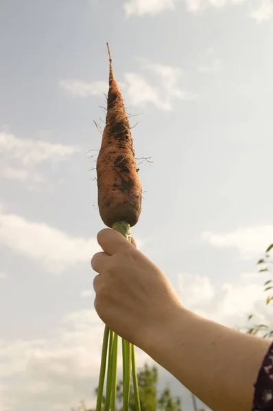 Женская рука держит разорванную морковку — стоковое фото