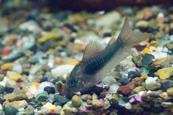 Cins Corydoras Catfish