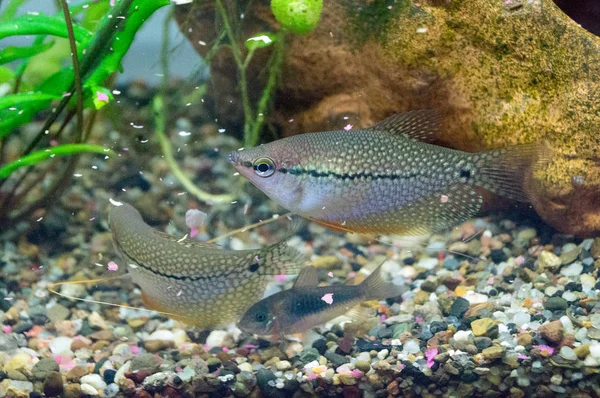 Pesce gourami perla — Foto Stock