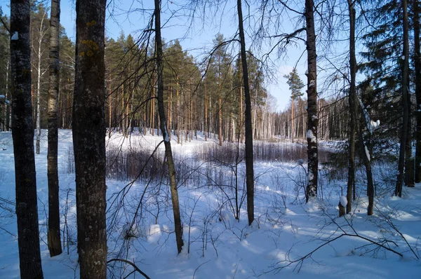 Verschneiter Wald — Stockfoto