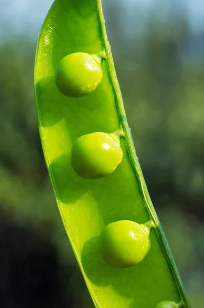 Green peas — Stock Photo, Image