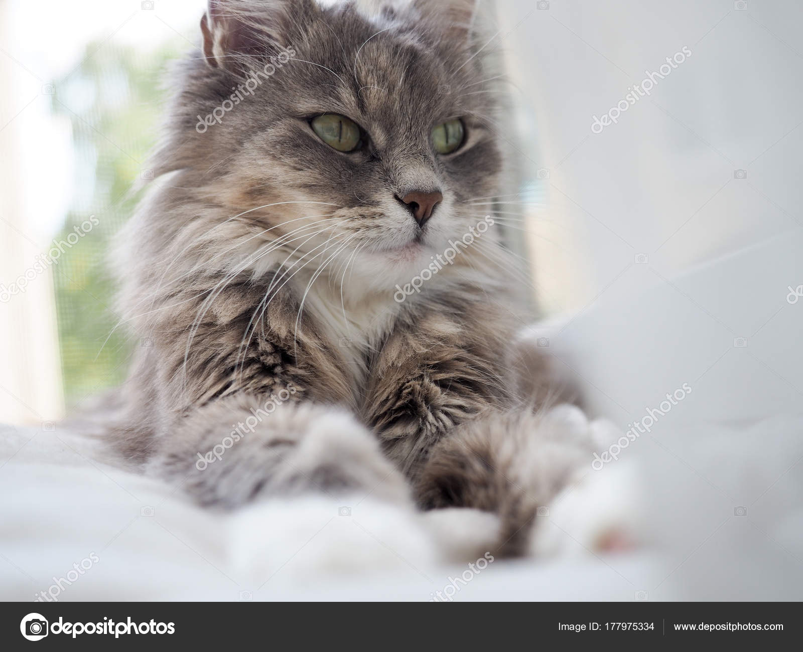 Tatlı Ve Sevimli Kedi Fotoğrafları Tatlı Ve Sevimli Kedi Fotoğrafları