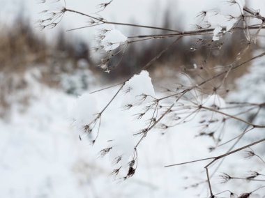 Kuru Bitkiler kışın karlı bir alan üzerinde