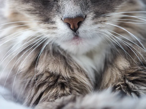 Beautiful Portrait Cute Furry Charming Cat Close — Stock Photo, Image