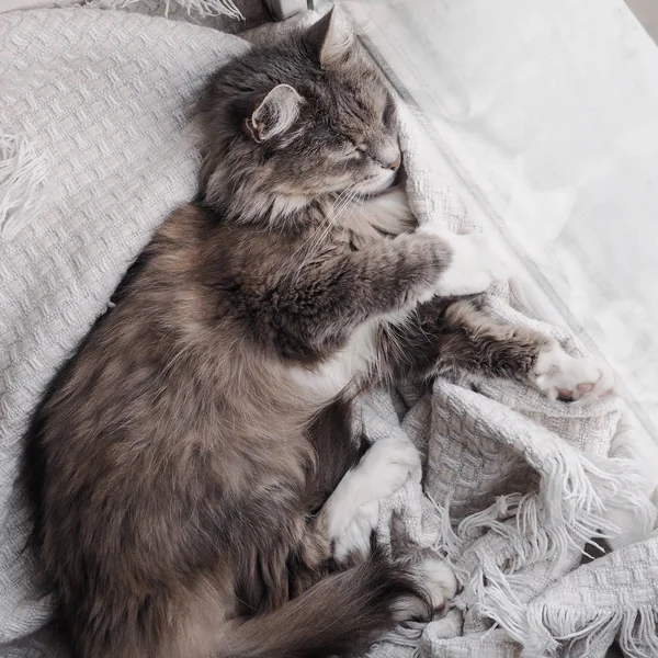 Krásná Šedá Načechraný Kotě Jemně Spí — Stock fotografie