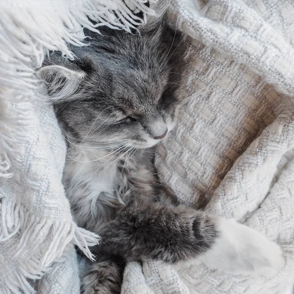 Precioso, gris, gatito esponjoso suavemente dormido —  Fotos de Stock