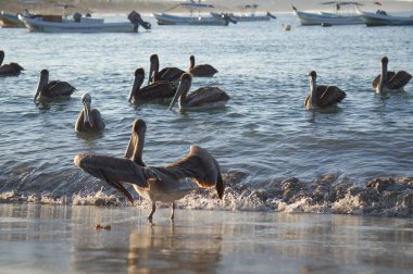 Güzel, karanlık Pelikan batımında suda