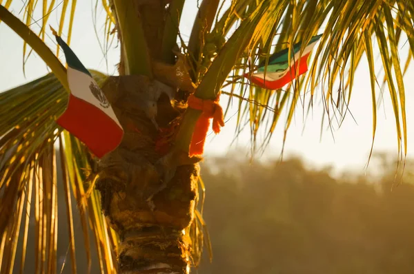 Bandera mexicana en una palmera — Foto de Stock