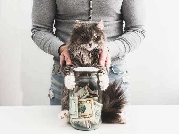 Adam bir kumbara ve şirin bir kedi