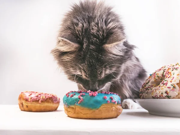 Sweet cat and delicious donuts