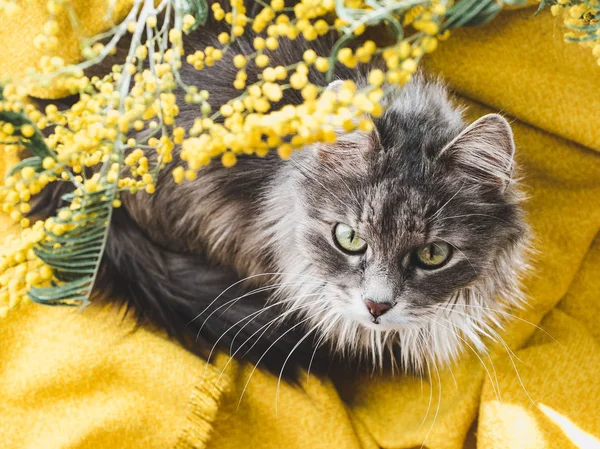 Květina a roztomilé koťátko — Stock fotografie