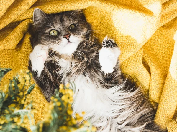 Fiore e un gattino carino — Foto Stock