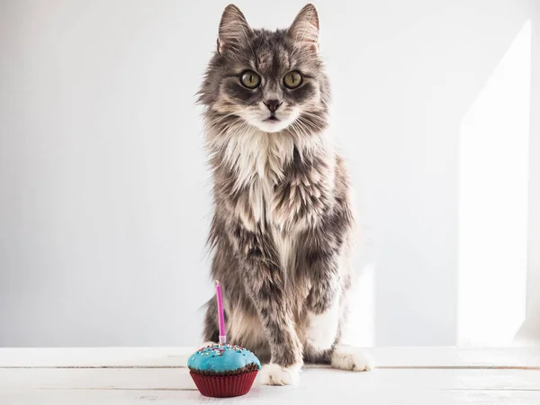 Niedliches Kätzchen und eine festliche Cupcake — Stockfoto