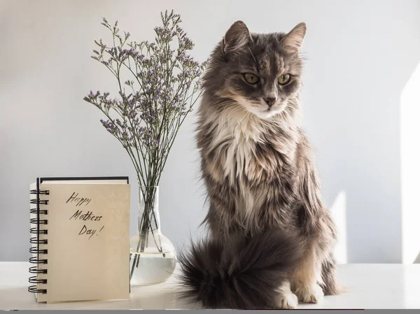 可爱的, 灰色的, 毛茸茸的小猫 — 图库照片