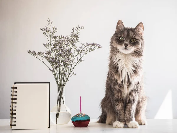 Kätzchen, schöne Blumen und leere Notizbuchseite — Stockfoto