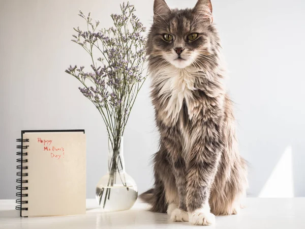 可爱, 灰色, 蓬松的小猫, 母亲节快乐 — 图库照片