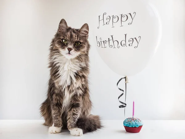 Kitty och helium ballong med födelsedag hälsningar — Stockfoto