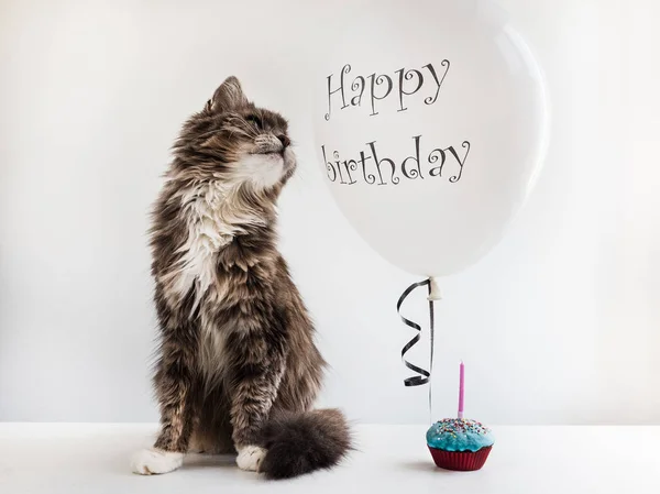 Kitty och helium ballong med födelsedag hälsningar — Stockfoto